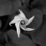 James Wilson Quote about Photography and what it Captures